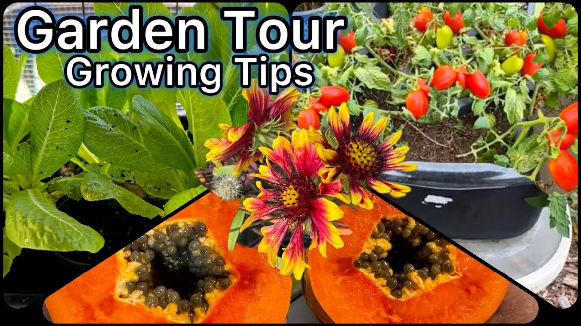 Garden Tour Fall TIPS Growing Tomatoes Cucumber Peppers Watermelon Lettuce Herbs Container Gardening Garden Tour Fall TIPS Growing Tomatoes Cucumber Peppers Watermelon Lettuce Herbs Container Gardening