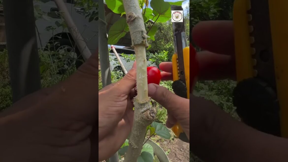 Results of a Unique Air Layering Experiment Using the Tomato Method#bonsai #bonsaitree #experiment