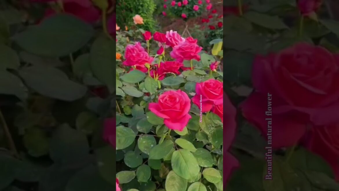 Beautiful flowers #flowers #plantsofindia #gardendesign #nature #world #India#flower#garden #gaming