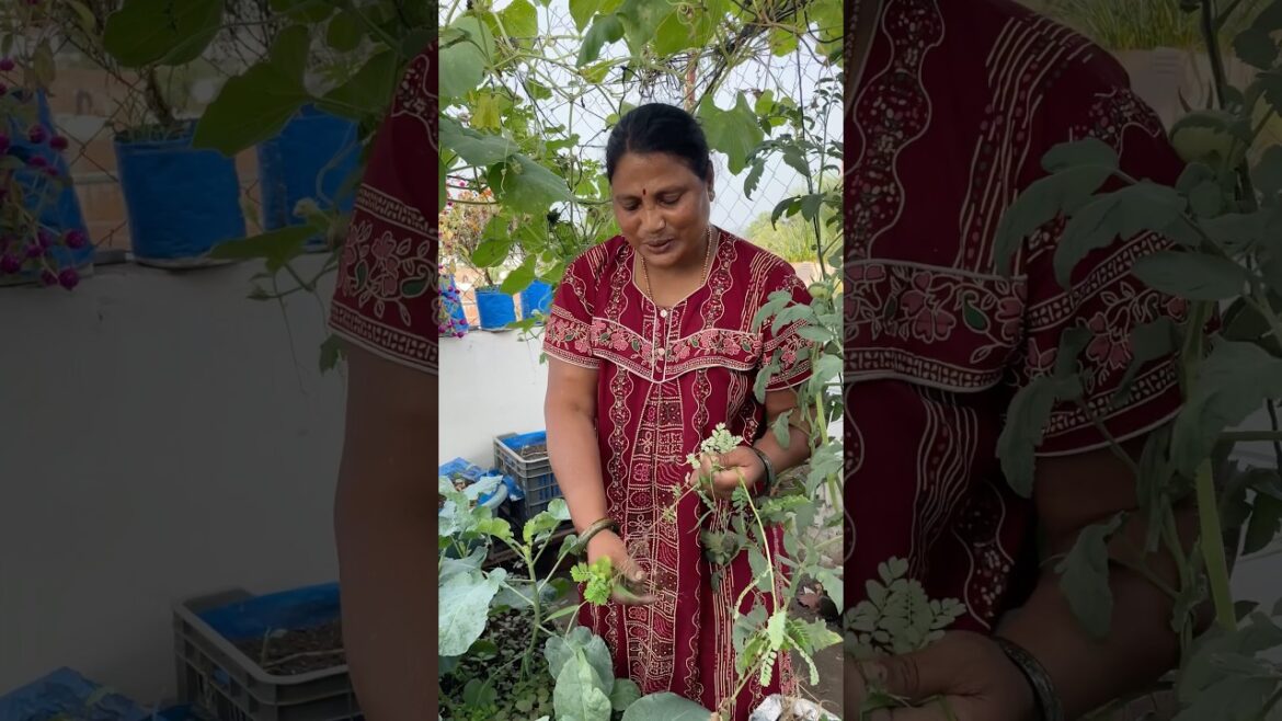 Sardiya ki sabjiya harvesting and update #terracegarden #gardening #gardeningideas #vegetables Sardiya ki sabjiya harvesting and update #terracegarden #gardening #gardeningideas #vegetables