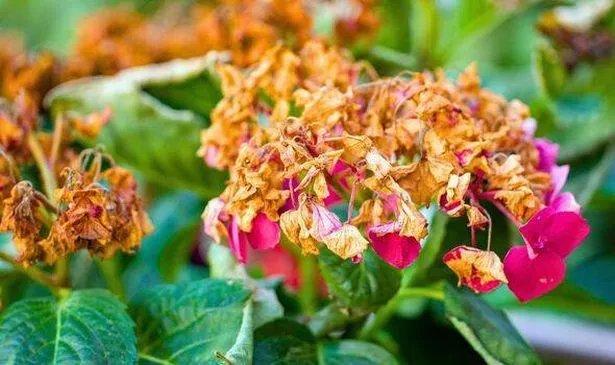 Picture of dried out hydrangeas