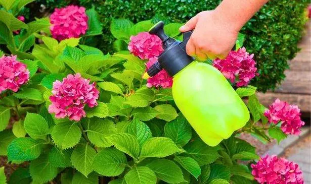 Picture of hydrangeas being watered 