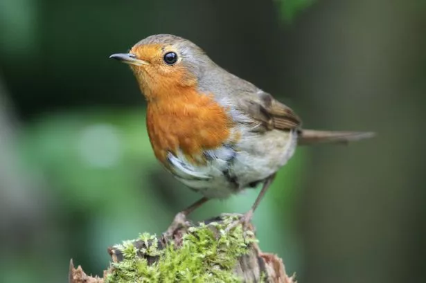 Robin on post