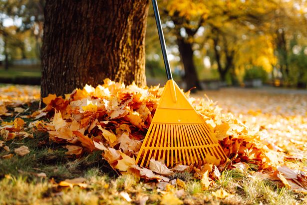 Rake with pile of leaves