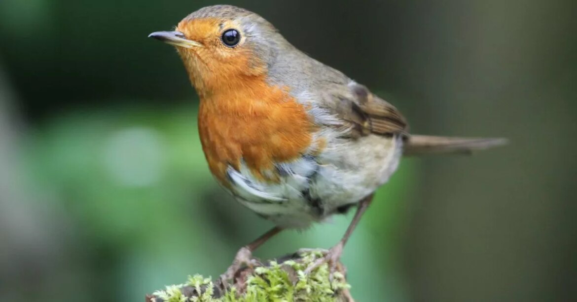 Robins will keep returning to your garden if you do one 10-minute task in November Daily Mirror