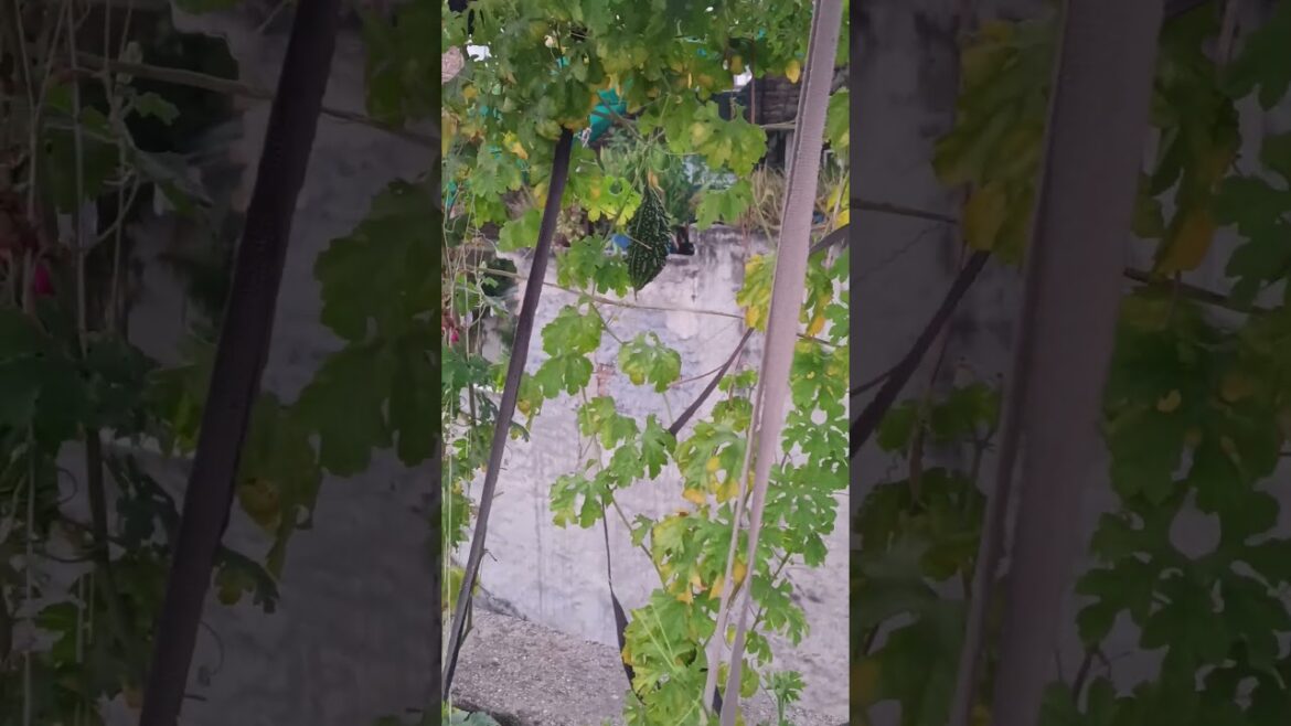 karela plant #garden #morning #gardening #morningmotivation #nature #villagelife #vegitalefarming