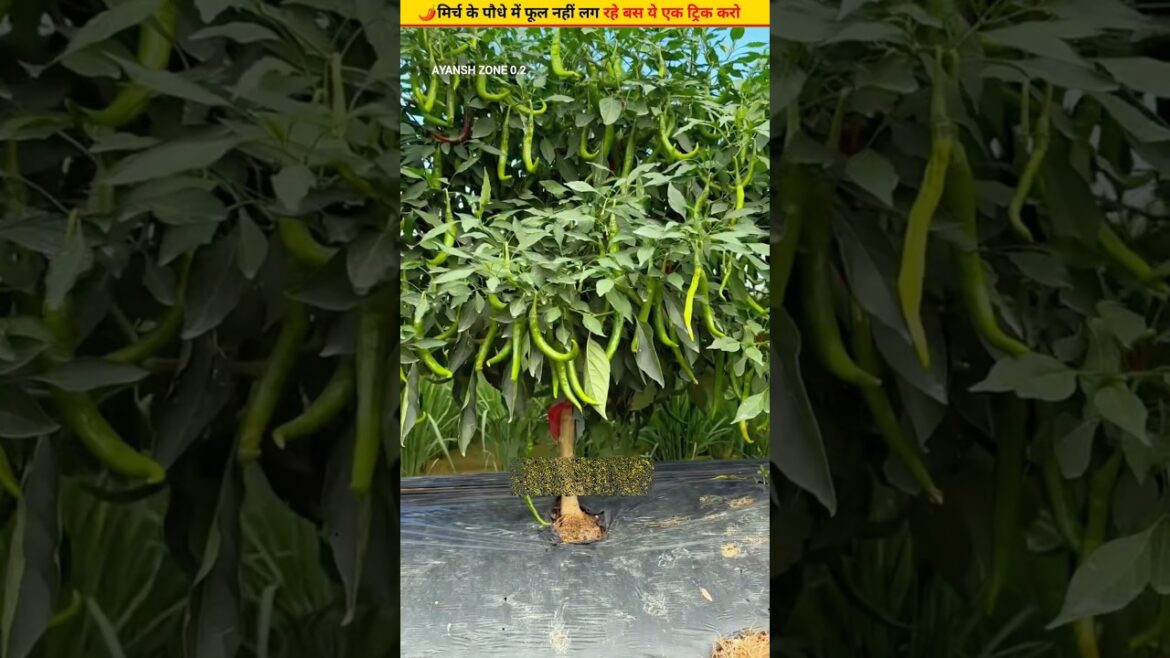 😱100% effective method to increase flowering in chilli #gardeningideas #ytshorts #mirchi