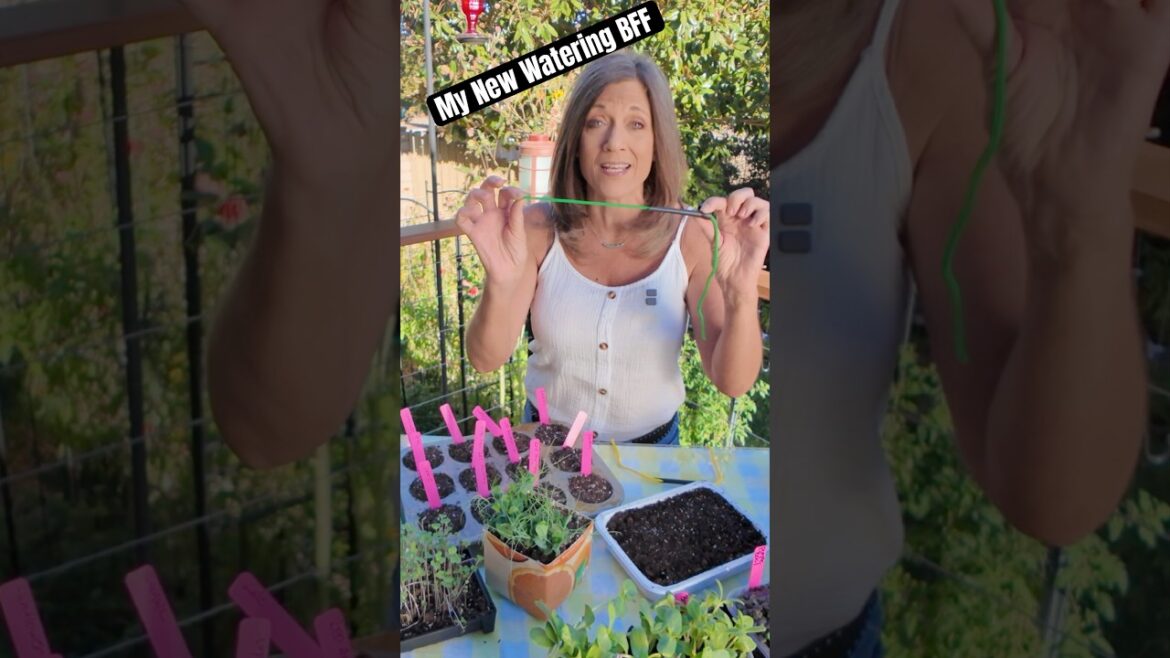 CaliKim: My New Watering BFF My New Watering BFF