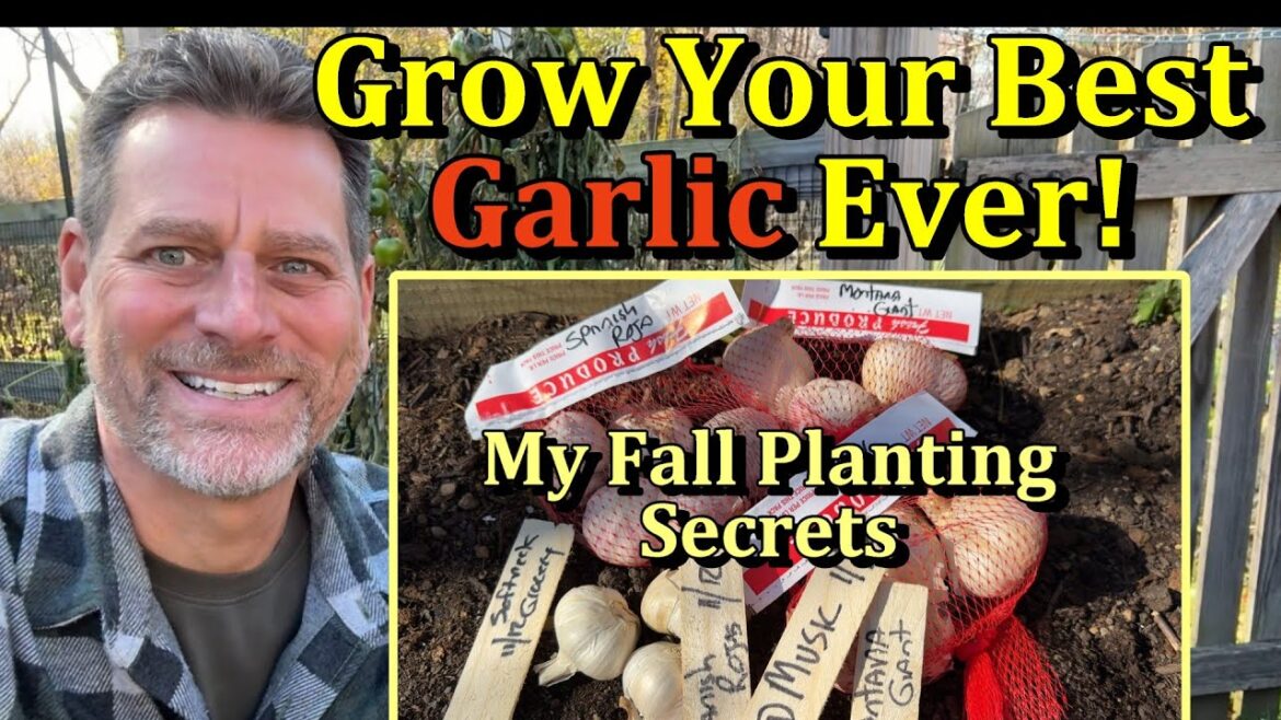 Gary Pilarchik: A Fall Garlic Planting Guide & My 2 Tips (Step by Step for Amazing Flavor & Large Bulbs) A Fall Garlic Planting Guide & My 2 Tips (Step by Step for Amazing Flavor & Large Bulbs)