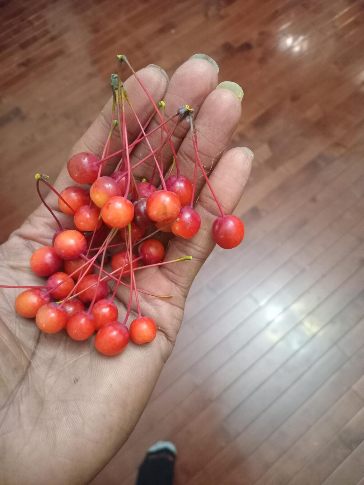 I came across these on a tree in the park in Bedstuy Brooklyn. Anyone know what these are? They kind of look like hawthorn berries but I just want to make sure.