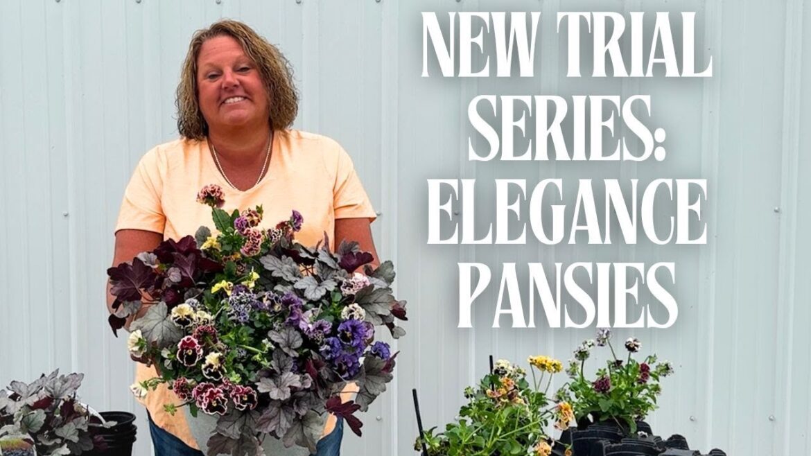 The Elegance Pansies Series | Fall Container Gardening | Garden Crossings October 2025 The Elegance Pansies Series | Fall Container Gardening | Garden Crossings October 2025