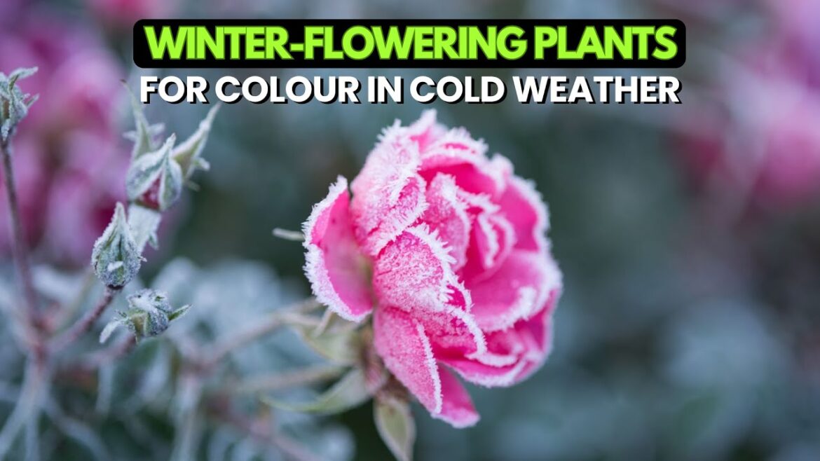 Top 10 Winter-Flowering Plants for Colour in Cold Weather
