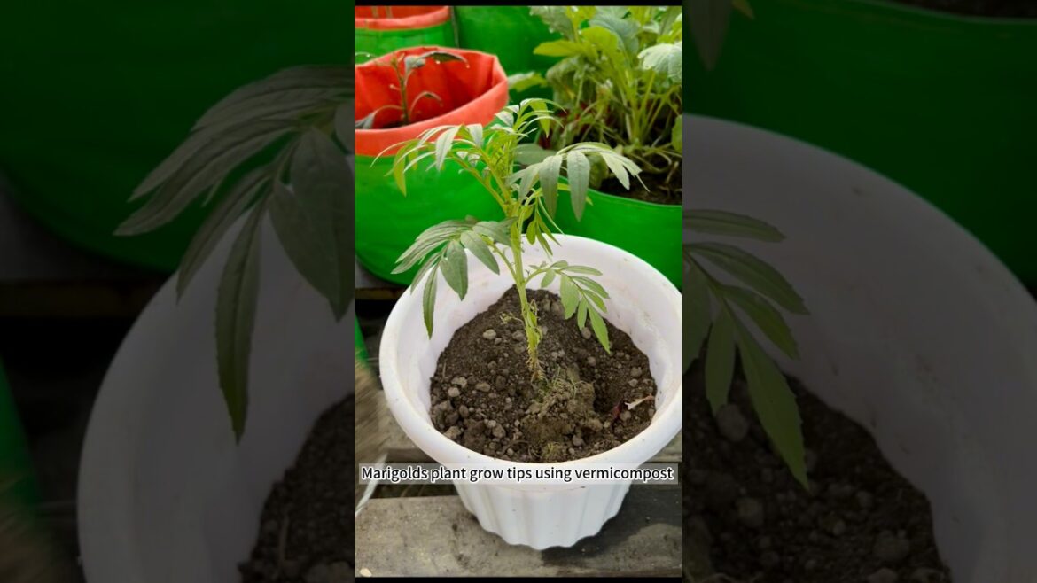 Marigold plant grow tips using vermicompost soil #marigoldcare #gardening #shorts #farming