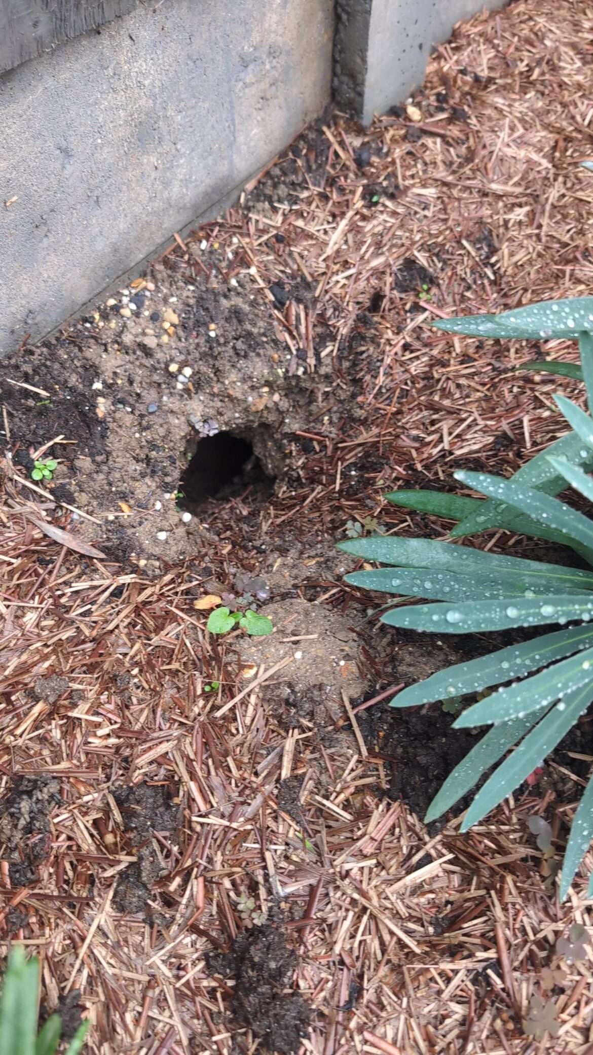 New hole in the garden