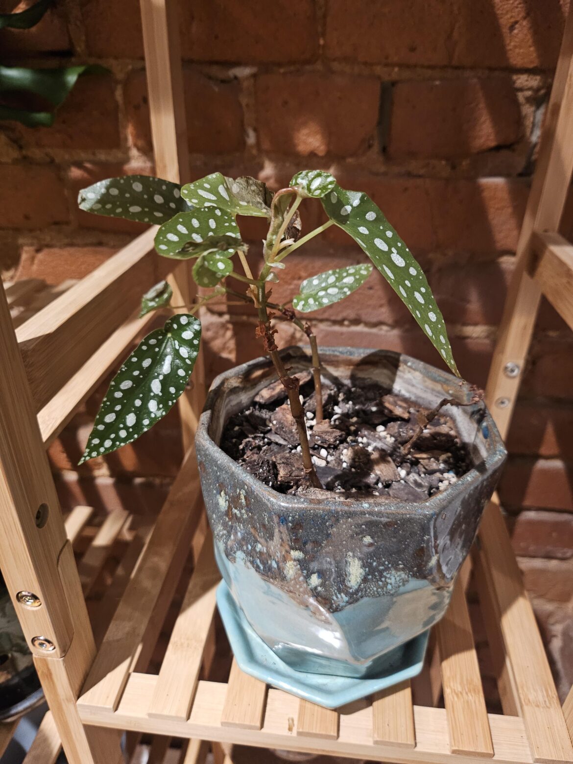 How to encourage growth on polka dot begonia?
