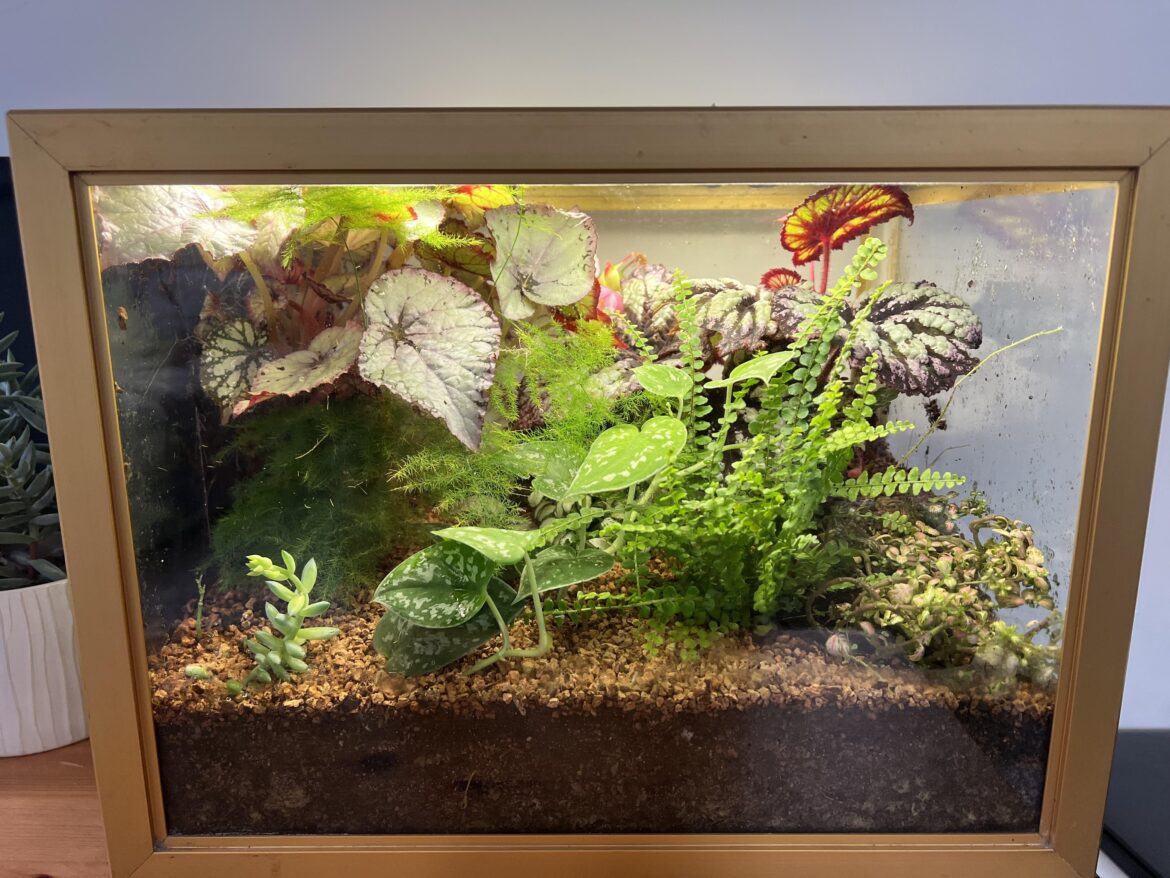 is my terrarium big enough to become a vivarium?