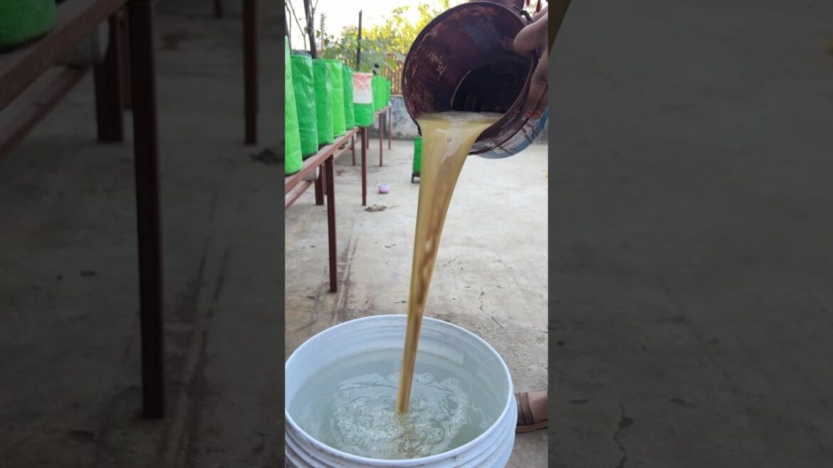 Sarson Khali Liquid Fertilizer 💦| Terrace Farming| Kitchen Garden| #TerraceGarden