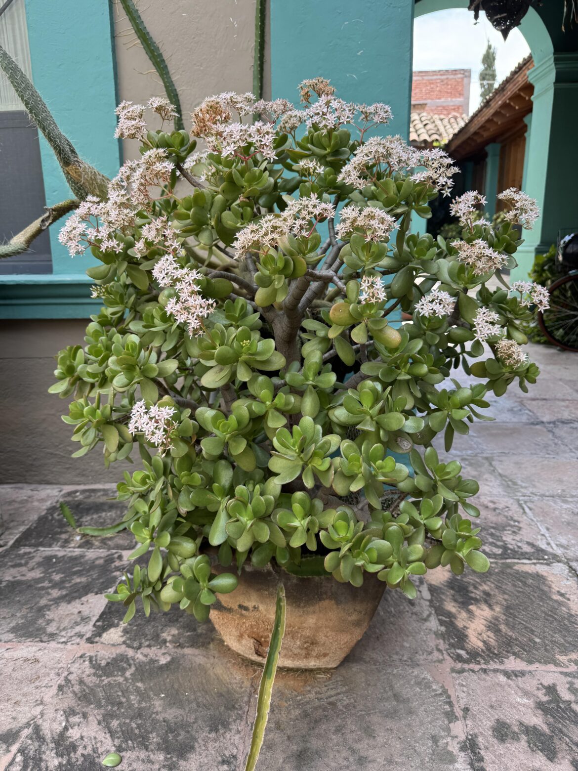 My jade plant