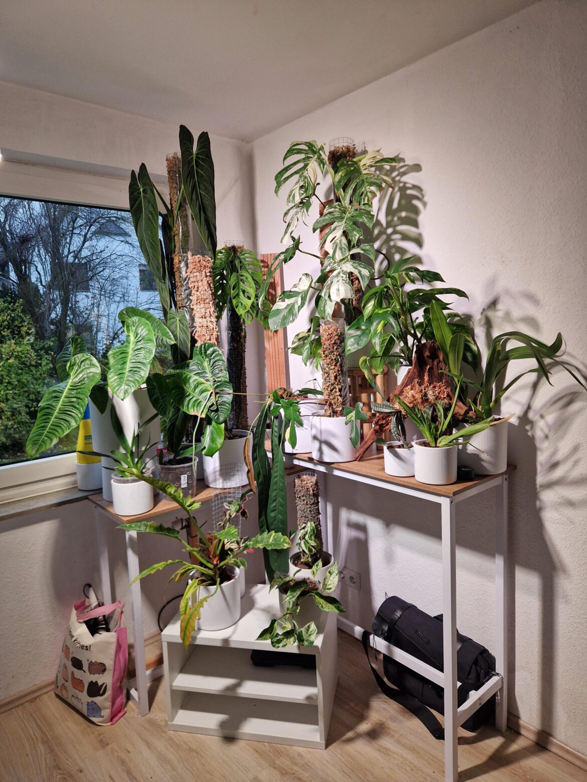 Plant corner November update