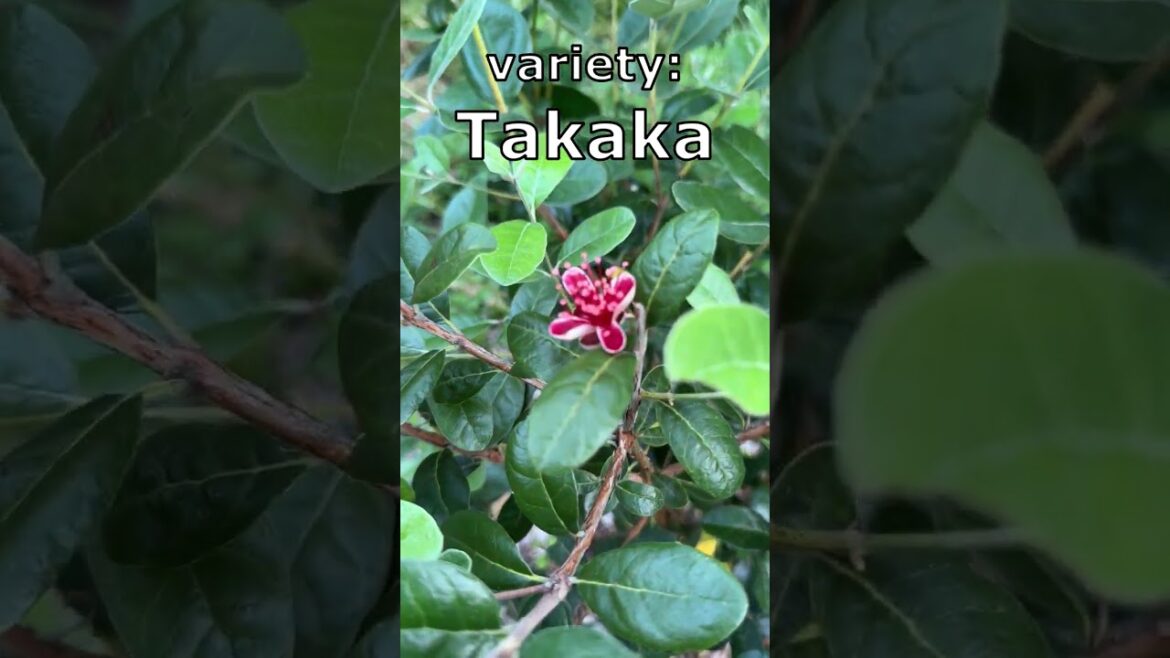 Pineapple Guava in urban backyard garden (Feijoa sellowiana, Feijoa, Guavasteen) #gardening #garden