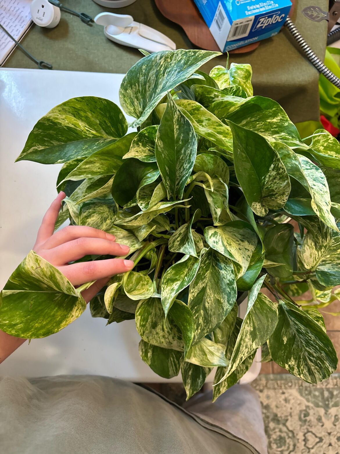 How many in one pot is too many?