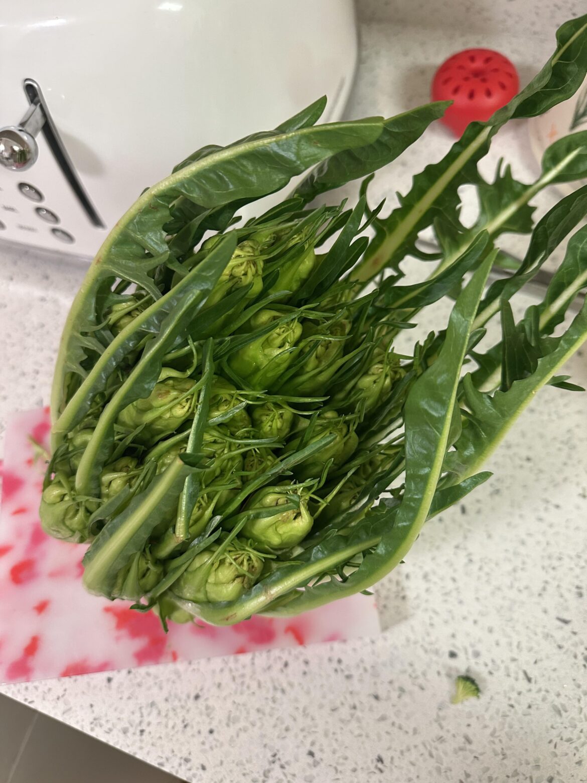 What is this plant we got in our CSA? Taste was super bitter