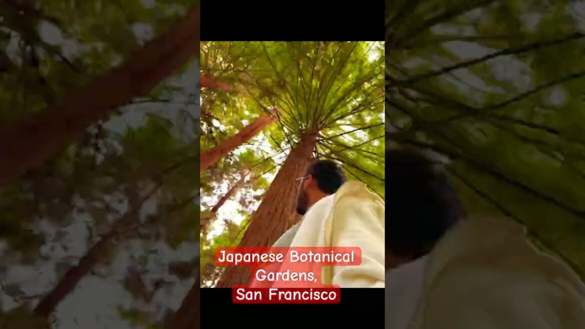#japanese #garden #usa #california #sanfrancisco #nature #explore #views #art #shorts