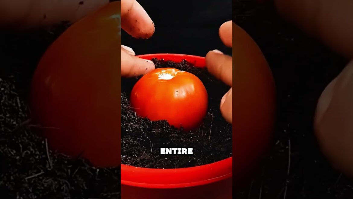 Never Buy Tomato Seeds Again — This Trick Is Genius #tomatoes #garden #gardening Never Buy Tomato Seeds Again — This Trick Is Genius #tomatoes #garden #gardening