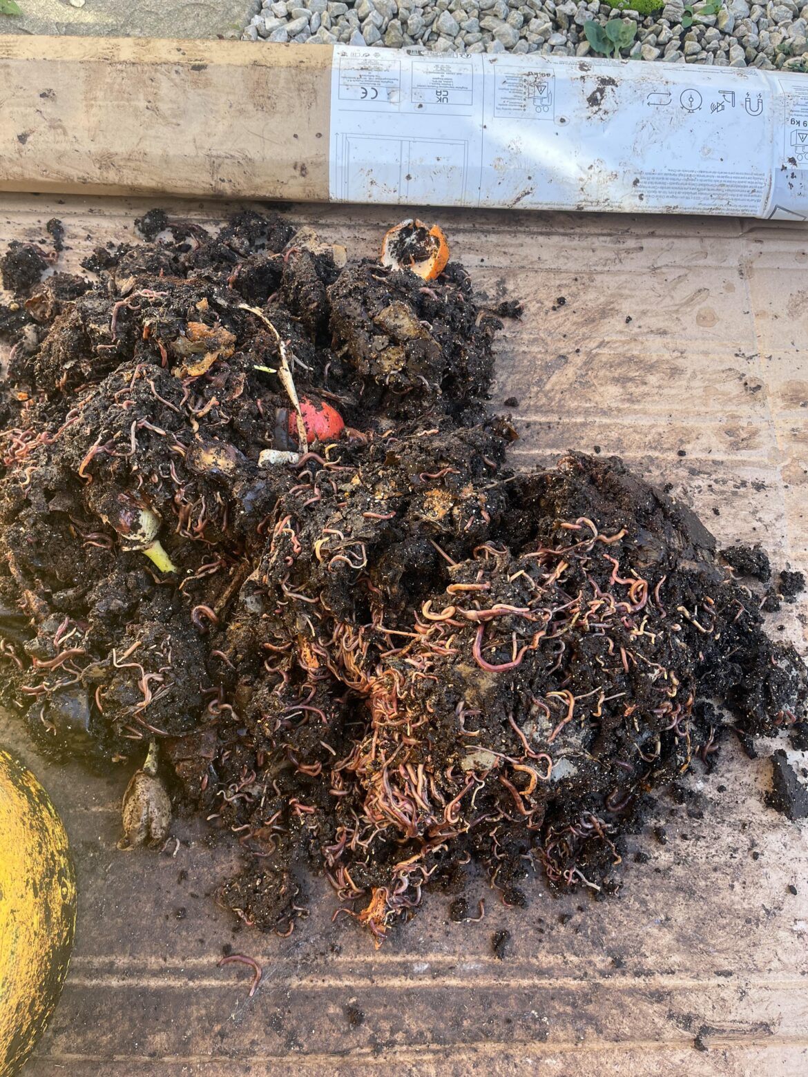 Too many worms! What to do?
