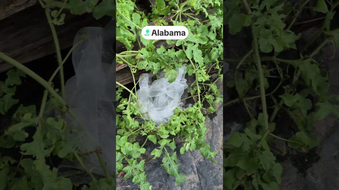 #growyourownfood #containergardening #watermelon