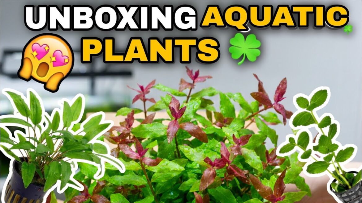 Unboxing Aquatic Plants ☘️ for My Planted Tank Setup ✨ | Part 1 Unboxing Aquatic Plants ☘️ for My Planted Tank Setup ✨ | Part 1