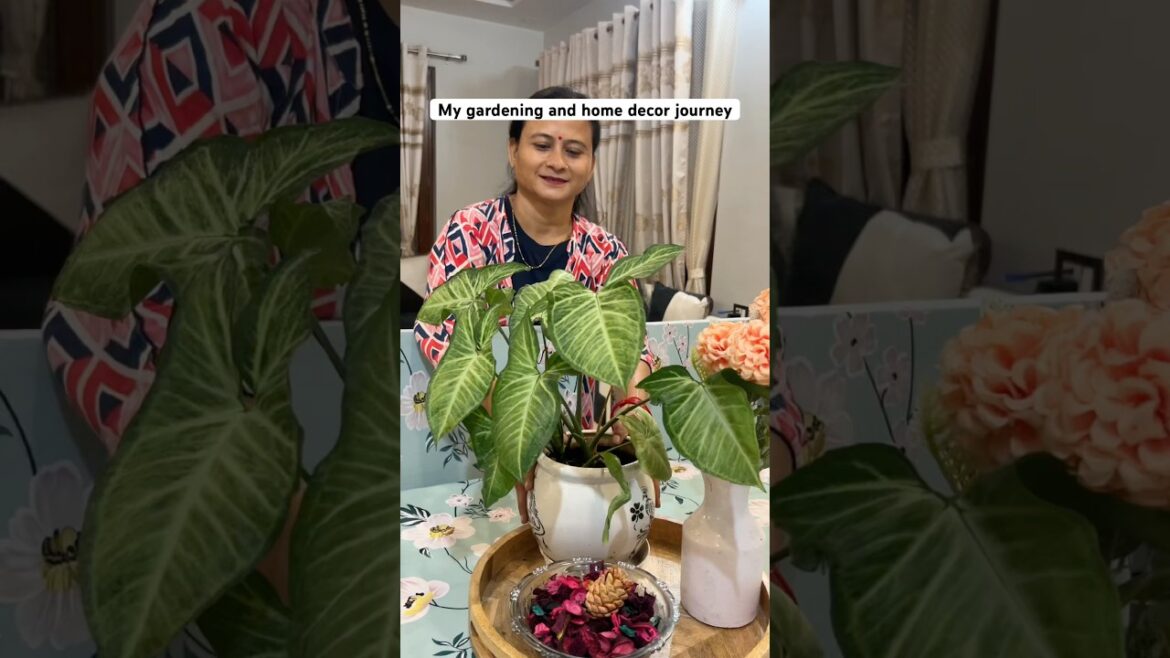 My gardening and home decor journey 🪴🏡 #gardening #garden #plants #plantlovers #gardeningtips My gardening and home decor journey 🪴🏡 #gardening #garden #plants #plantlovers #gardeningtips