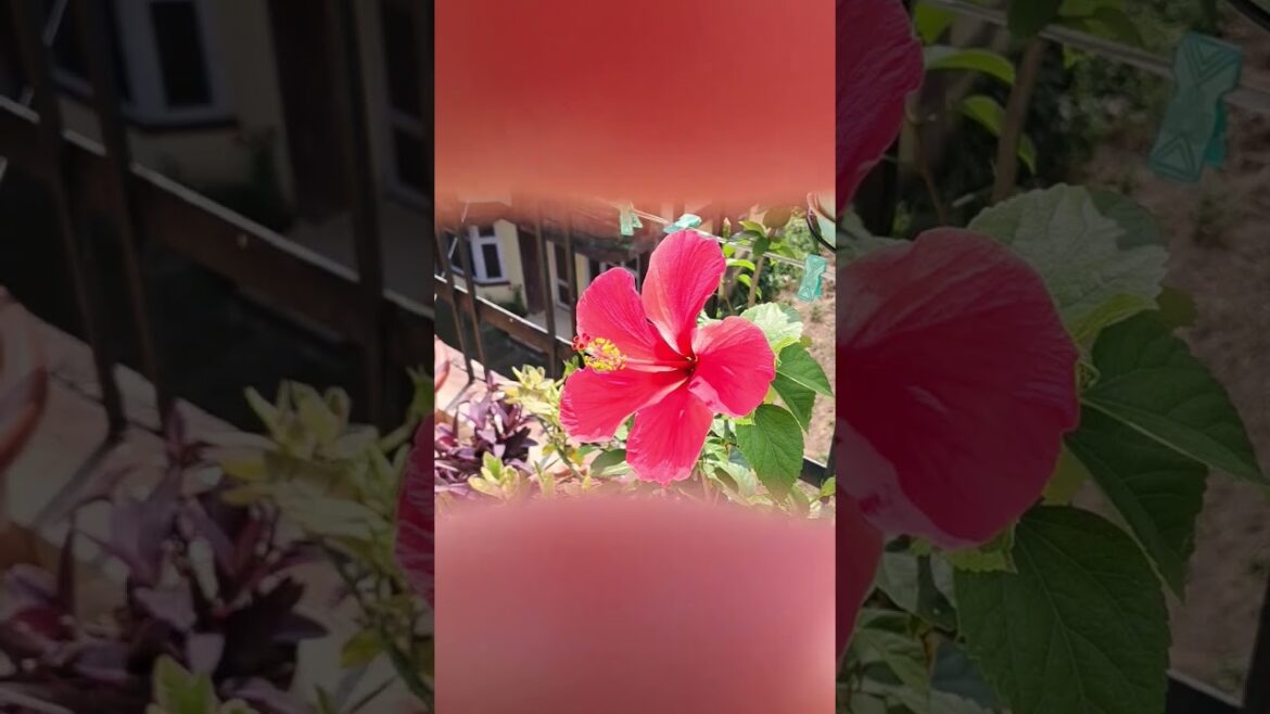 🪴Let’s Try Trends with Beautiful Flower🪴 #homegardening #trendingshorts #ytshorttrending #flowers 🪴Let's Try Trends with Beautiful Flower🪴 #homegardening #trendingshorts #ytshorttrending #flowers