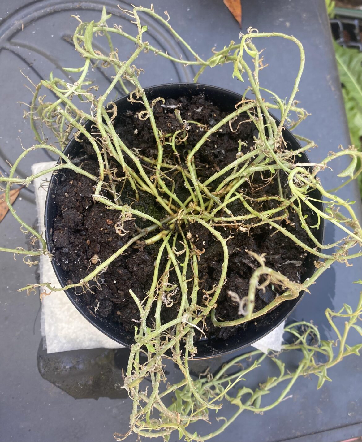 Can this be saved? Can this be saved?