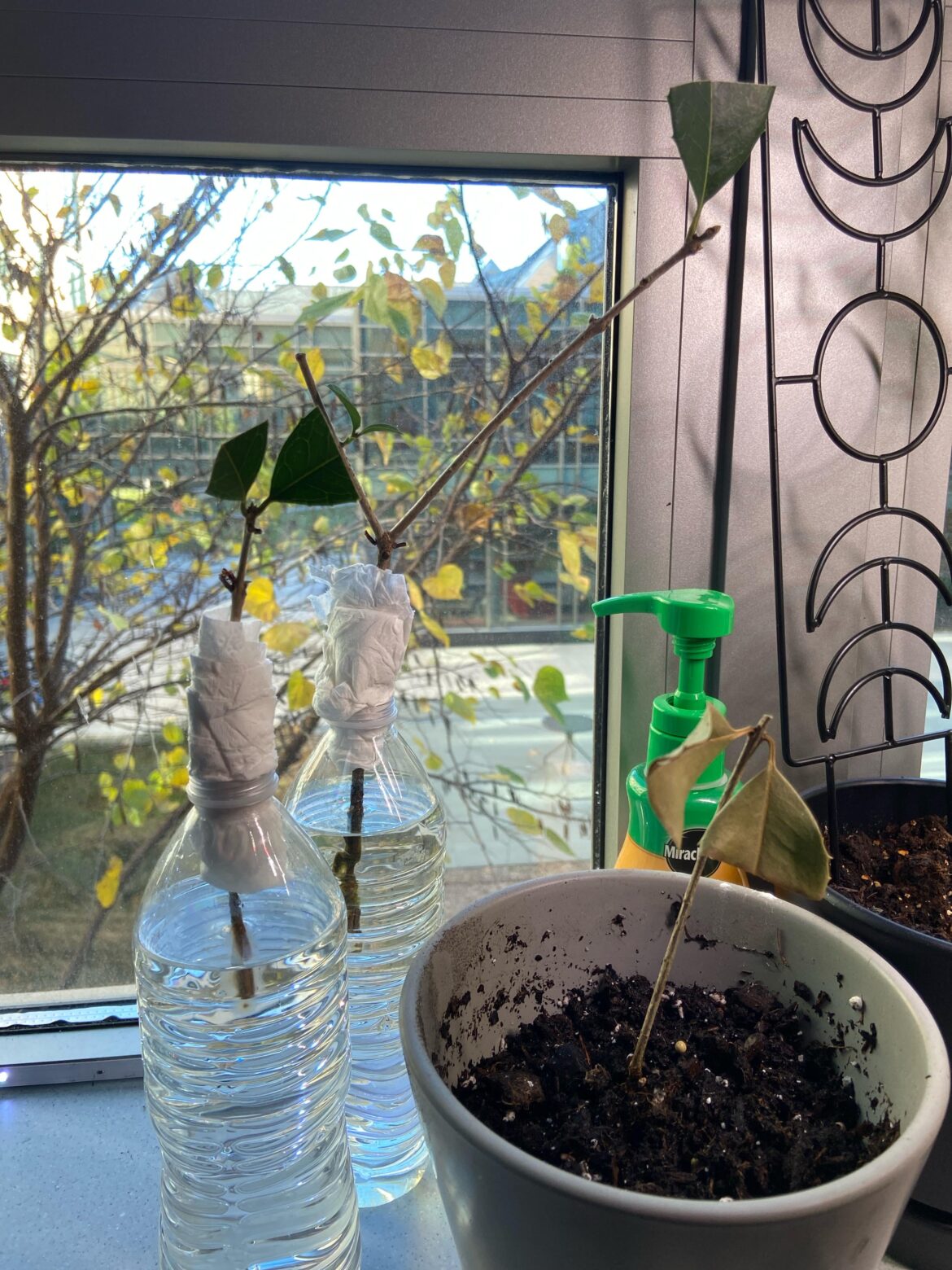 Water Propagation Advice! Water Propagation Advice!