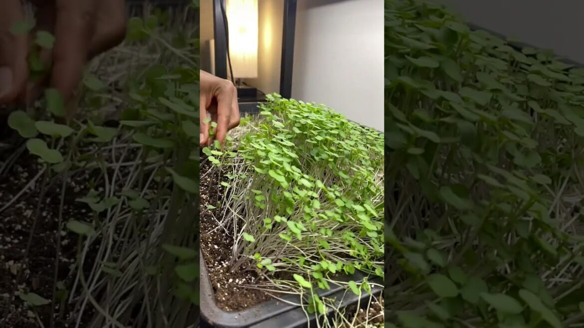 From Seed to Harvest: Homegrown Microgreens 🌱✨ From Seed to Harvest: Homegrown Microgreens 🌱✨