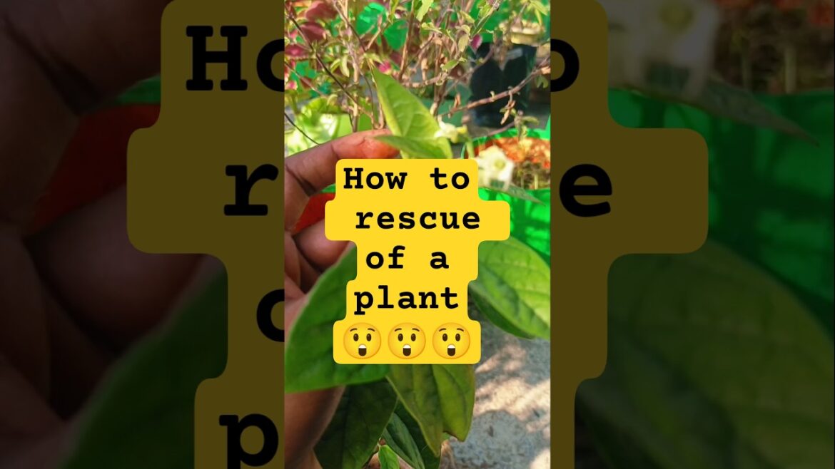 rescue of a plant #newshorts #gardening #garden #plants #howtogrow #rescue #terracegardening #trend