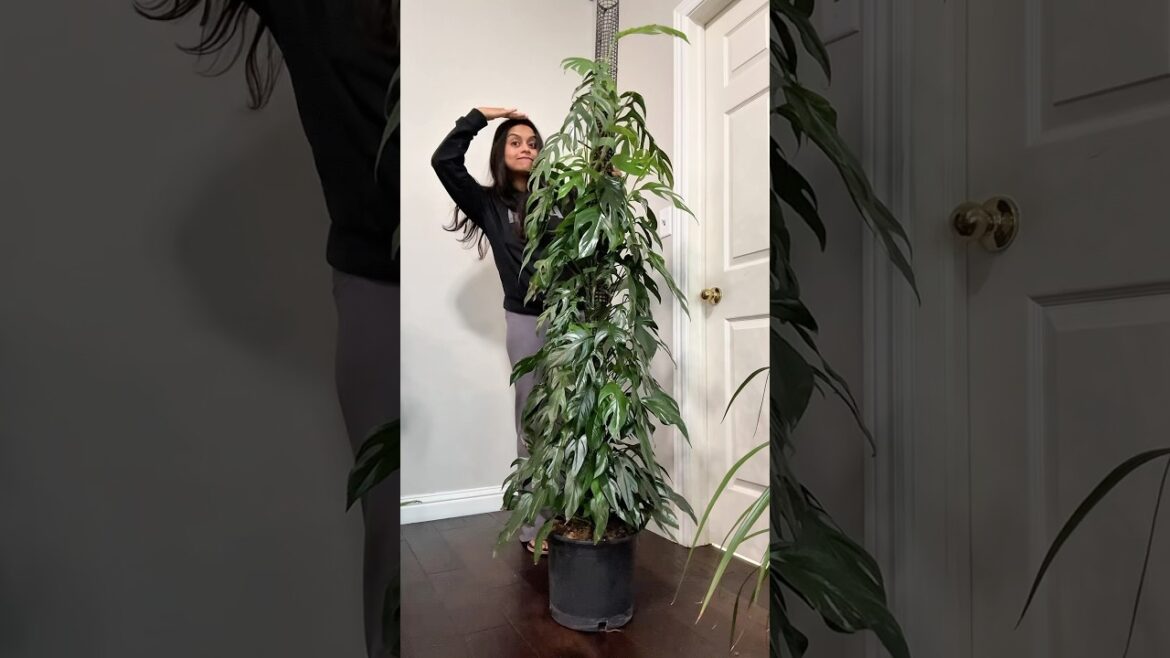 baltic blue pothos JUST 1 YEAR  #gardeningtips #gardening #plantcare #houseplants #trendingshorts