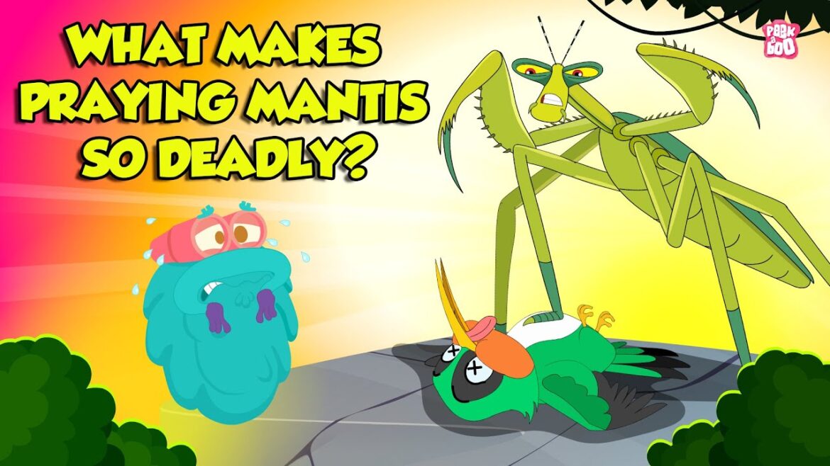 Praying Mantis – Deadliest Insect Ever | Kung Fu Mantis | Insects That Camouflage | Dr. Binocs Show Praying Mantis - Deadliest Insect Ever | Kung Fu Mantis | Insects That Camouflage | Dr. Binocs Show
