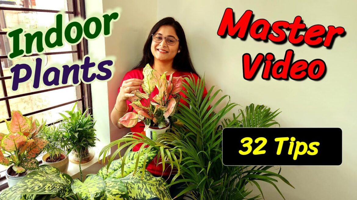 🔴INDOOR PLANTS-COMPLETE CARE GUIDE AND TIPS / GIVEAWAY CONTEST इंडोर प्लांट #indoorplants #gardening 🔴INDOOR PLANTS-COMPLETE CARE GUIDE AND TIPS / GIVEAWAY CONTEST इंडोर प्लांट #indoorplants #gardening