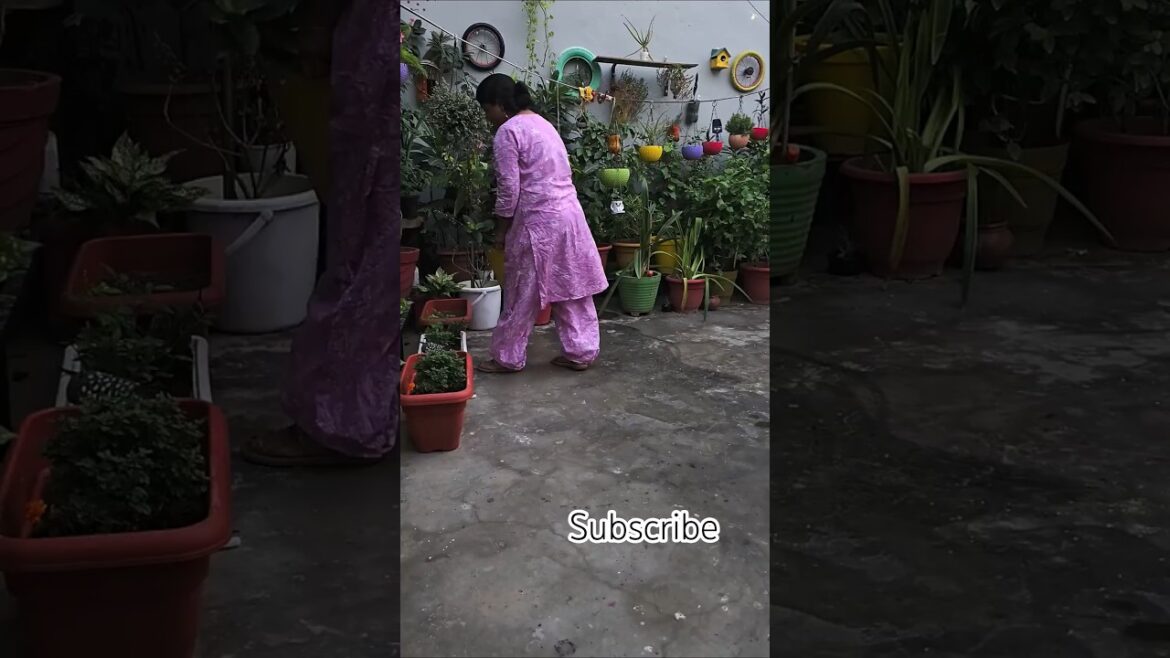 #garden #gardenplants #home #youtubeshorts #gardening #shorts#plants #indoorplants #plants #garden #gardenplants #home #youtubeshorts #gardening #shorts#plants #indoorplants #plants