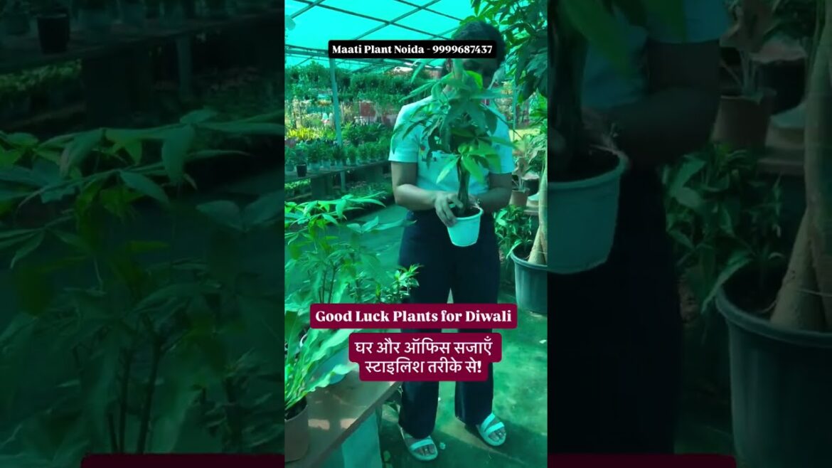 घर और गार्डन के लिए ताज़ा Indoor & Outdoor Plants, Bonsai, Landscaping Plants और Planters उपलब्ध हैं घर और गार्डन के लिए ताज़ा Indoor & Outdoor Plants, Bonsai, Landscaping Plants और Planters उपलब्ध हैं