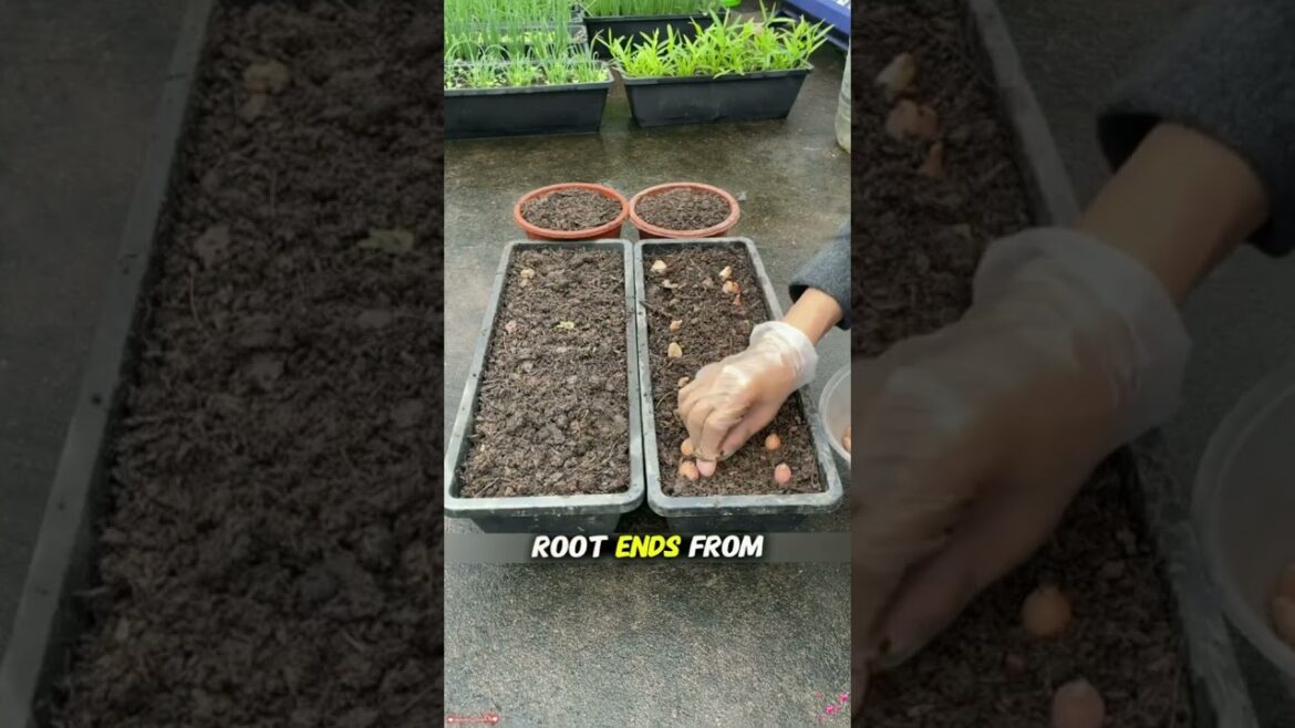 How to get an endless supply of green onions  #gardening #lifehacks #diy #shorts