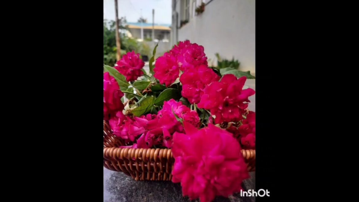 Beautiful roses blooming in my garden /home garden#trending flowers#villagelife#garden#rose