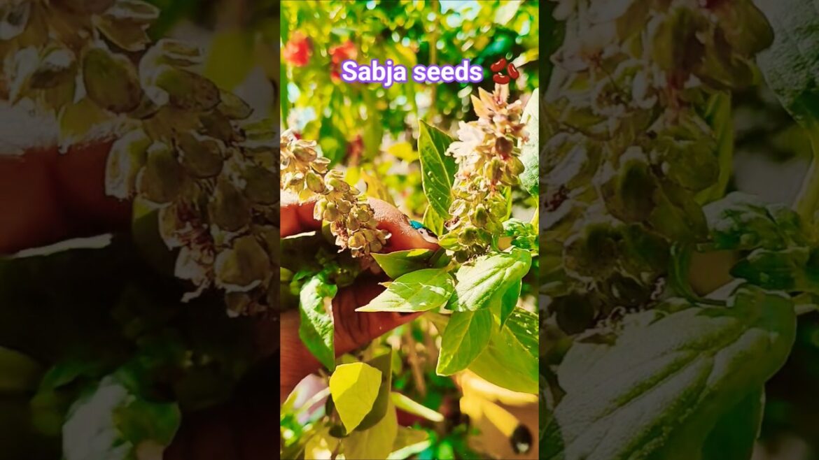 sabja seeds ise apne garden add kare ek aushadhi he🌱👍🪴#youtube #natural #short #plans#garden #vairal