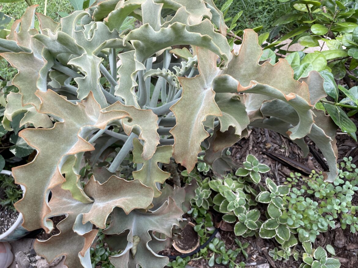My favorite fuzzy succulent and I don’t even know it’s name..
