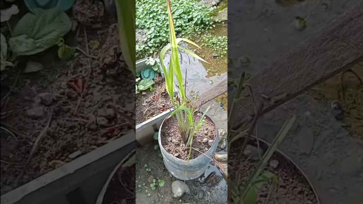 Flexing my container garden