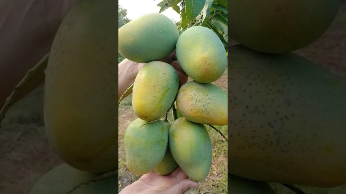 Mango Planting 101: How to Grow a Mango Tree from a Store-Bought Mango