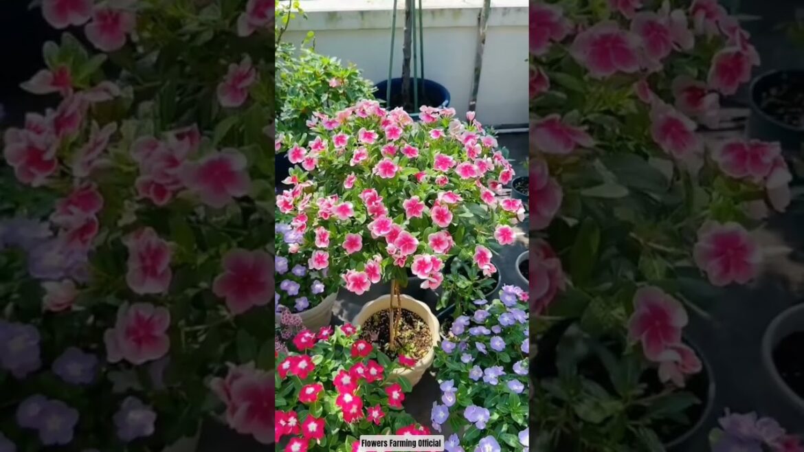 Home Garden Decoration Vibes 🪴🏵️🌺#gardening #homegarden #plants #flowers #asmr #ytshorts #vibes