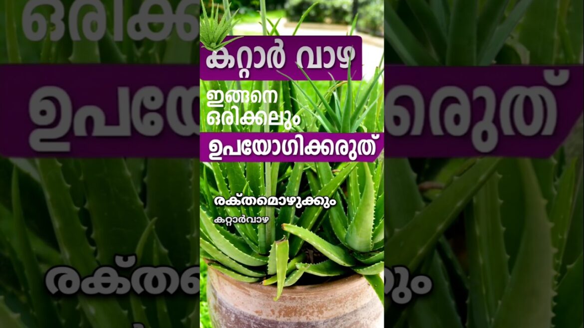 കറ്റാർവാഴ ആളെകൊല്ലി | krishi malayalam #krishi #tips #garden #plants #vegetables